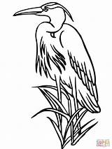 Heron Coloring Reed Pages Blue Great Printable Bird Gray Drawing Color Designlooter 1200 Wood 1600px 6kb Choose Board sketch template