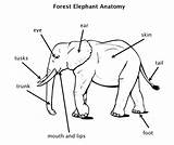 Elephants Civilizations Nose sketch template