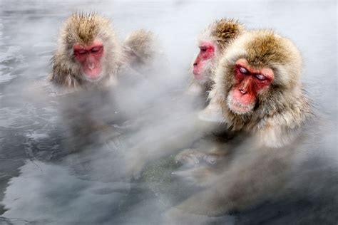 japanese macaque snow