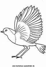 Rotkehlchen Ausmalbilder Paloma Ausmalbild Pajaros Voegel Coloriage Pajaro Blackbird Aves Colorier Imprimer Auszudrucken Klicke Winged Oiseaux sketch template