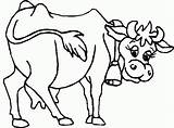 Cow Cows Vaca Partir sketch template