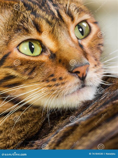 portret van katten zeldzaam ras van toyger stock foto image  katachtig luipaard