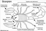 Scorpion Enchantedlearning Digestive System Arachnids Color Info Paint Diagram Anatomy Animal Legs Region Click Ultraviolet Tarantulas Light sketch template