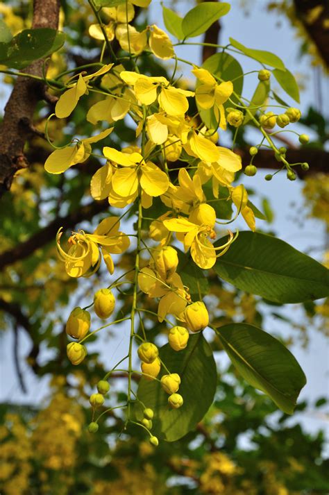 cassia fistula amaltas tree herbolaria flores