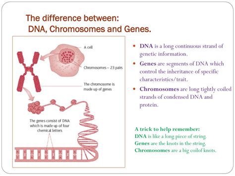 Ppt Dna Powerpoint Presentation Free Download Id 2474663