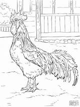 Rooster Leghorn Realistic Roosters Silkie Supercoloring Gallo Coloringbay Automne Hen Draw Rhode sketch template