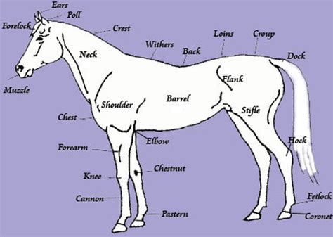basic horse anatomy