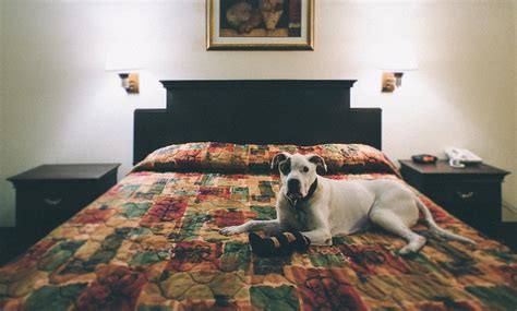 dogs  hotels   tips  making   stay awesome