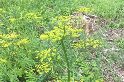 what you should know about wild parsnip 980 cjme