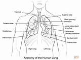 Lunge Menschliche Rysunek Pulmones Lungs Człowieka Płuca Kolorowanka Druku Supercoloring Anatomie Lung sketch template