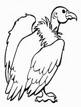 Buitre Vulture sketch template