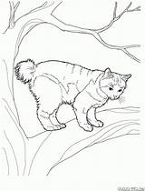 Colorat Desene Planse Pisica Pisici Bobtail Desenat Waldkatze Japonais Fise Animale Copii Gato 1590 2094 Copaci Katzen Coon Colorkid Decupat sketch template