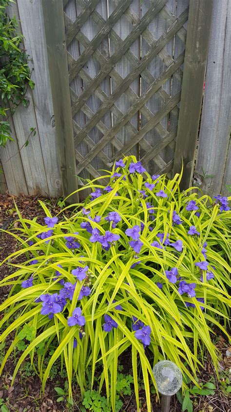 identifying  ornamental grass  purple flowers