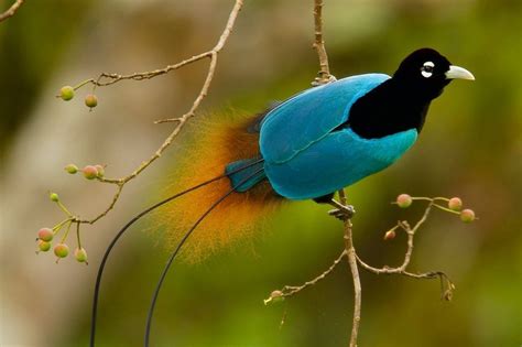 Watch The Superb Bird Of Paradise’s Courtship Dance