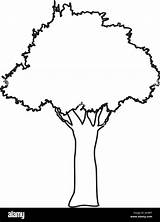 Outline Tree Forest Nature Branch Alamy Vector sketch template