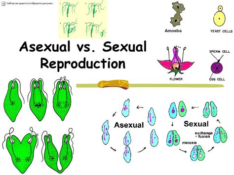 type asexual or sexual organisms that use this type ppt video online download