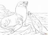 Sea Lions Coloring Steller Pages Color Lion Printable Online Life sketch template