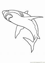 Shark Azcoloring Coloring Pages sketch template