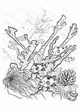 Reef Coloring Coral Barrier Great Nature Pages Drawing Color Printable Sketch Print Getcolorings Template sketch template