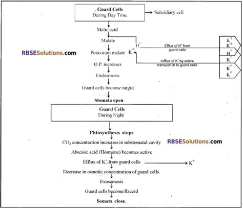 Rbse Solutions For Class 12 Biology Chapter 7 Transpiration 5 – Rbse Guide
