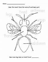 Insect Label Color Worksheet Insects Parts Dana Cornwell Teacherspayteachers Labels Worksheets Choose Board Bugs sketch template