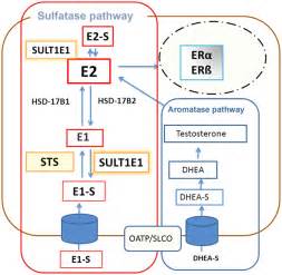 clinical significance of the estrogen modifying enzymes steroid