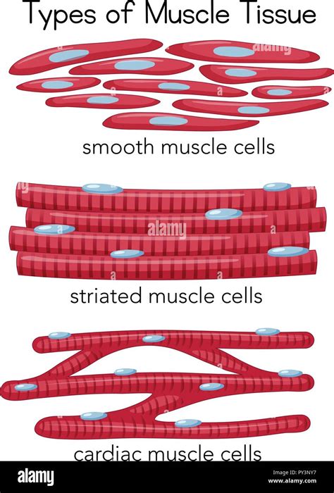 smooth muscle tissue telegraph