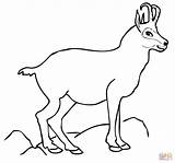 Chamois Coloring Pages Ibex Alpine Coloriage Animals Winter Drawing sketch template