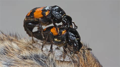 beetle moms send a chemical signal ‘not tonight honey the new york times