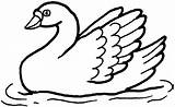 Swans Cisnes Desenhos Colorir Coloringbay Clipartmag sketch template