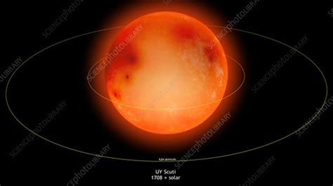 sun compared  giant star uy scuti stock video clip