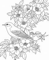 Coloring Pages Flower Bird Printable Adult State Eastern York Pretty Birds Flowers Colouring Adults Bluebird Rose Sheets Educational Printables Gif sketch template