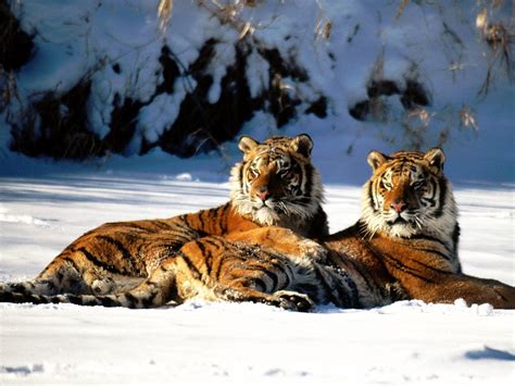 twee tijgers  de sneeuw