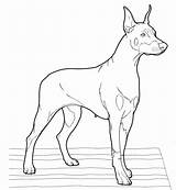 Doberman Coloring Pinscher Realistic Dogs Drawing Printable Puppy Supercoloring Clipart Dog Drawings Super Colorings sketch template