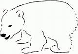 Polar Arctic Orso Polare Oso Misie Polarne Polarny Cazando Kolorowanka Urso Miś Coloringhome Osos Sorrindo Kolorowanki Siluetas Seekers Polari sketch template