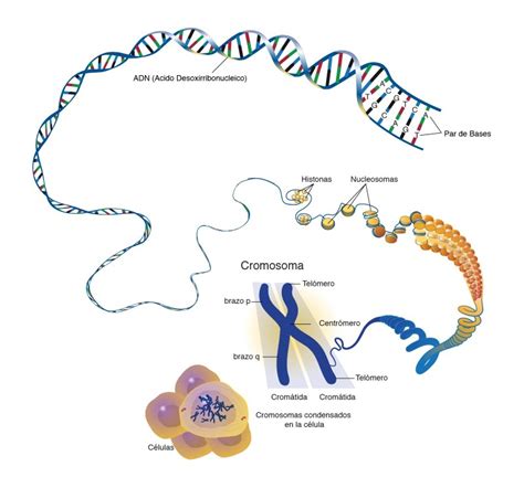 Fenotipo Genotipo Cromosomas Y Genes