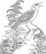 Meadowlark Goldenrod Flor Loica Vara Paradis Oiseau Giant Vermont Supercoloring Aves Coloringhome sketch template