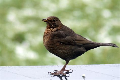 common blackbird wallpapers animal hq common blackbird pictures  wallpapers