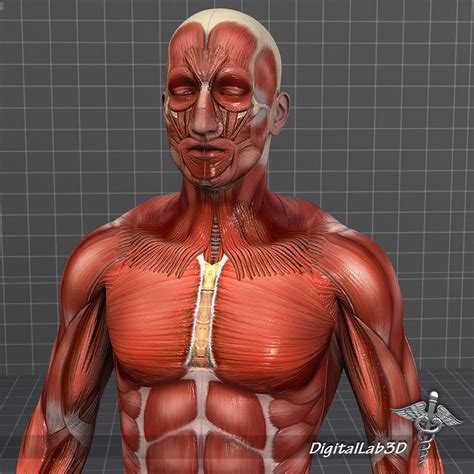 collection human male and female muscular system 3d model cgtrader