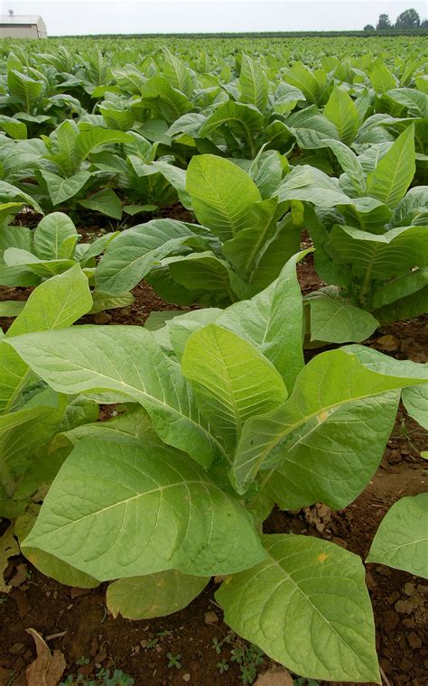 filenicotiana tobacco plants pxjpg wikimedia commons