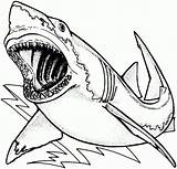 Megalodon Coloring Getcolorings sketch template