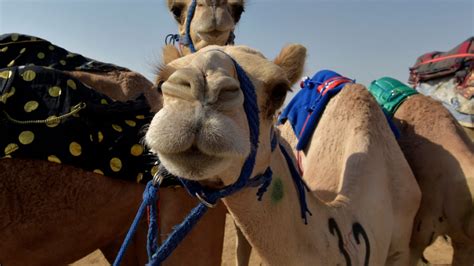 dozens of camels barred from saudi beauty contest over botox