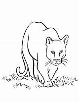Lion Mountain Coloring Pages Drawing Puma Easy Lions Animals Cougar Draw Kids Clipart Drawings Face Detroit Printable Colouring Simple Samanthasbell sketch template
