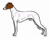 Whippet Clipart Gif Sighthounds Some Other sketch template