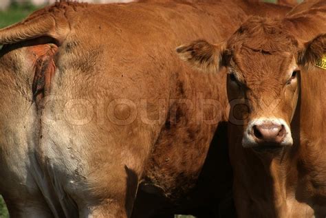 brown cattle stock image colourbox