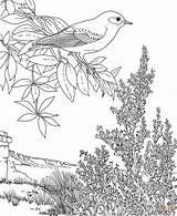Bluebird Sagebrush Ausmalbilder Vogel Malvorlagen Blumen Nevada Sheets Erwachsene Topfen Farbung Oiseaux Supercoloring Enregistrée sketch template