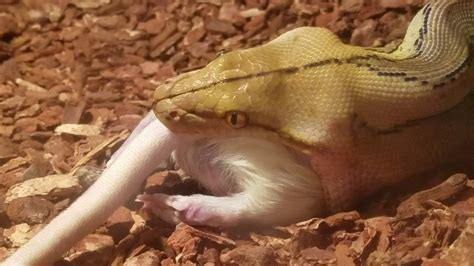 snake eats rat youtube