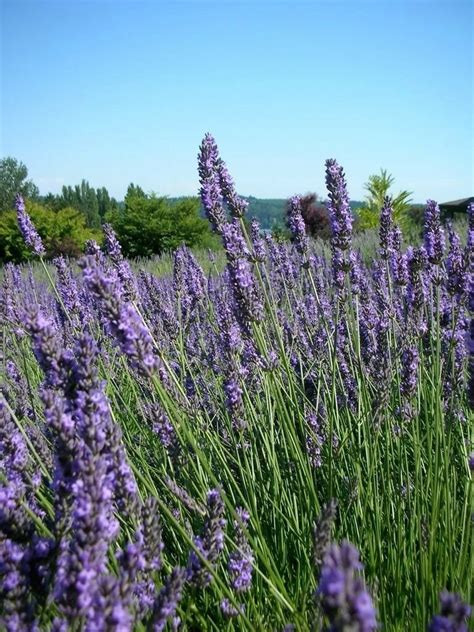 500 True English Lavender Vera Lavandula Angustifolia Herb