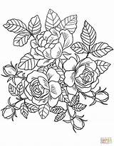 Blumen Rosen Druckbare sketch template
