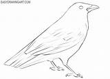 Crow Draw sketch template